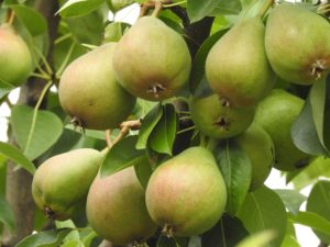 how_to_make_pear_cider