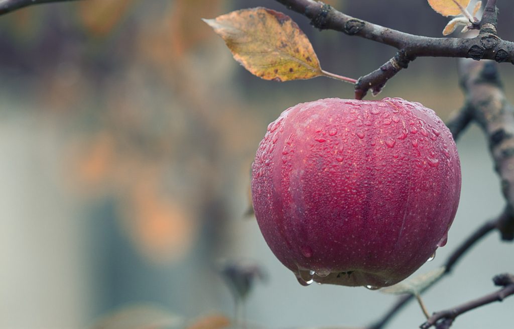 How to Make Hard Cider: The Ultimate Guide - DIY Hard Cider