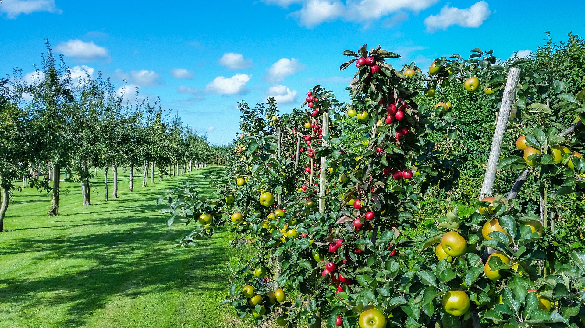 Orchard Row